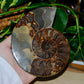 Ammonite fossil