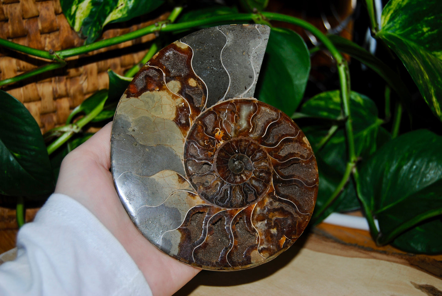 Ammonite fossil