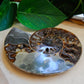 Ammonite fossil