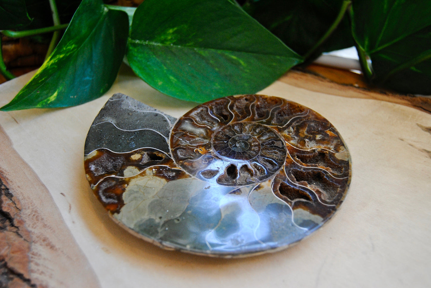 Ammonite fossil