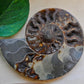 Ammonite fossil