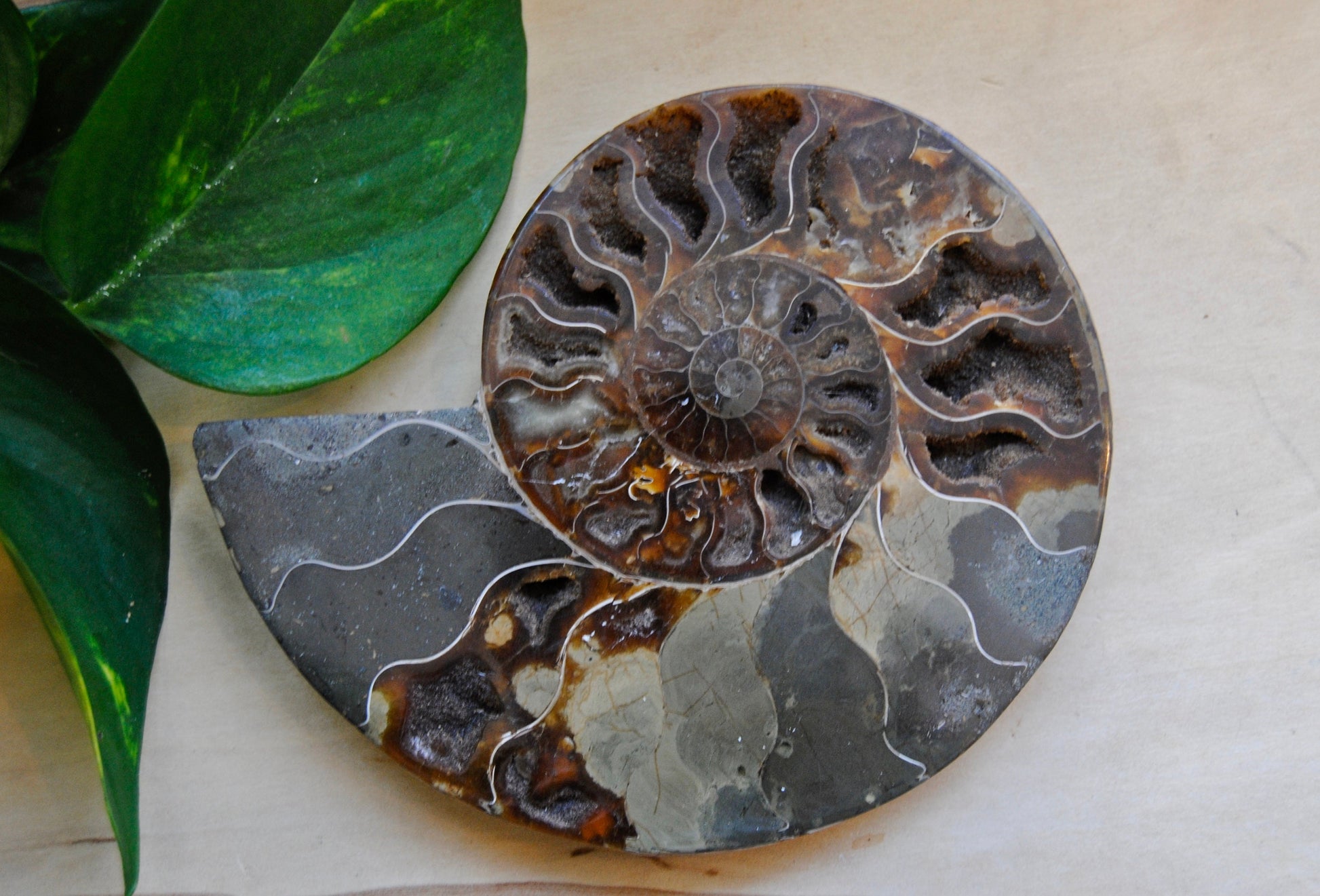 Ammonite fossil