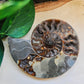 Ammonite fossil