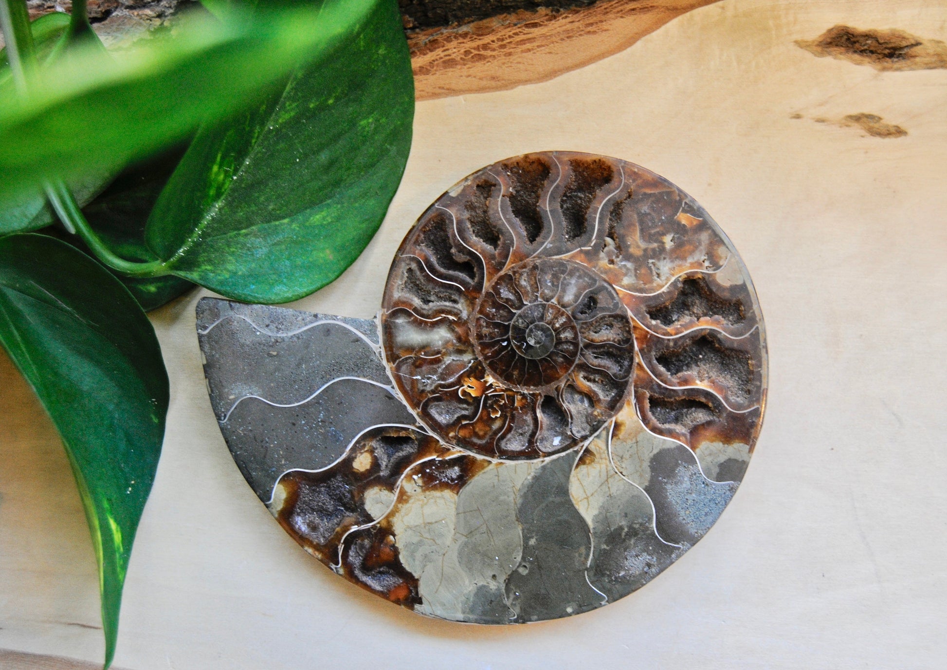Ammonite fossil
